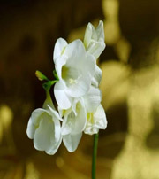 呼和浩特十二生肖看看你的幸运数字是什么吧！