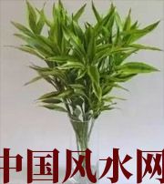 呼和浩特十二生肖养什么植物最旺财运？你知道吗！