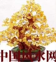呼和浩特买了招财植物却不能发财，是方位摆错了！